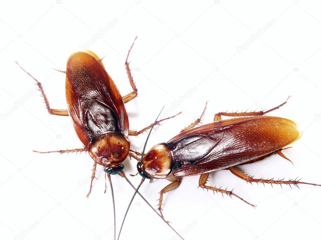Cockroaches isolated