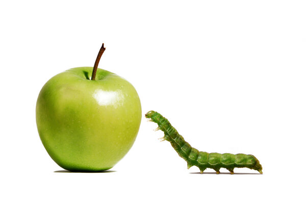 Green worm approaching to a green apple