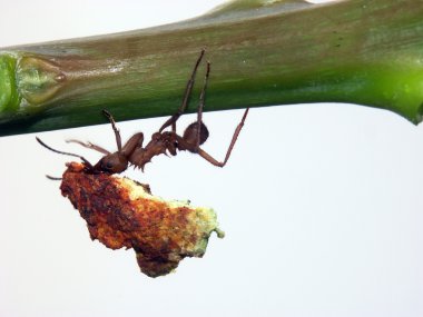 Ant carrying a leaf clipart