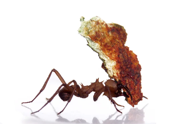Μυρμήγκι που μεταφέρουν — Φωτογραφία Αρχείου