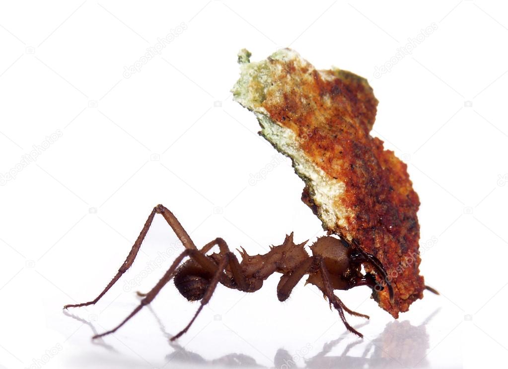 Ant carrying