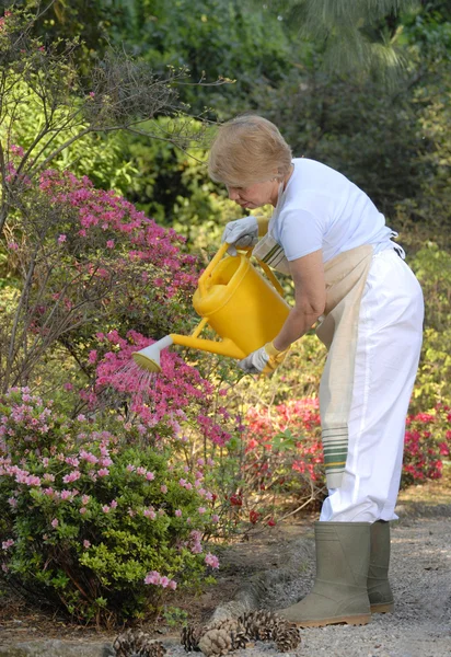 Moyenne femme adulte jardin.Arrosage des plantes . — Photo