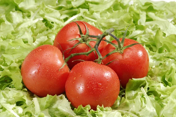 Grupo de tomates sobre lecho de lechuga. Tomates frescos y lechuga . — Foto de Stock