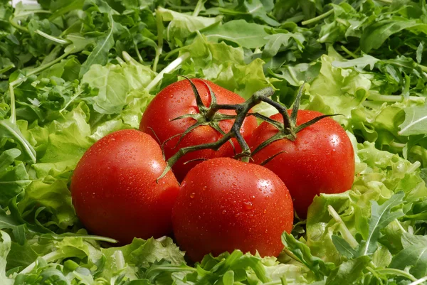 Grupo de tomates em cama de alface. Tomates frescos e alface . — Fotografia de Stock