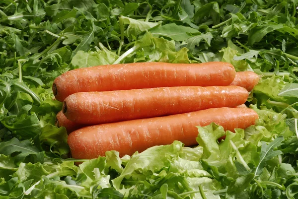 Möhren auf dem Salatbeet. frische Möhren und Salat. — Stockfoto