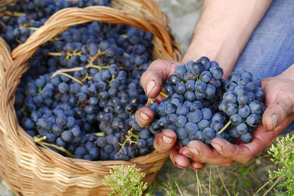 Bunch of grapes on a cest — Stock Photo, Image