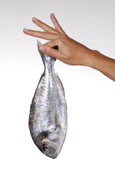 Eine junge weibliche Hand hält einen frischen Fisch. einen Fisch in der Hand. — Stockfoto