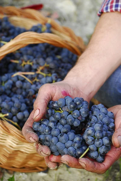 Tros druiven op een cest — Stockfoto