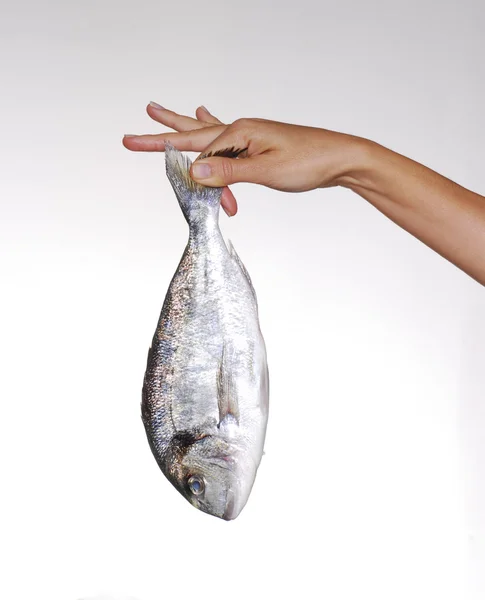 One youg female hand holding a fresh fish. Holding a fish. — Stock Photo, Image