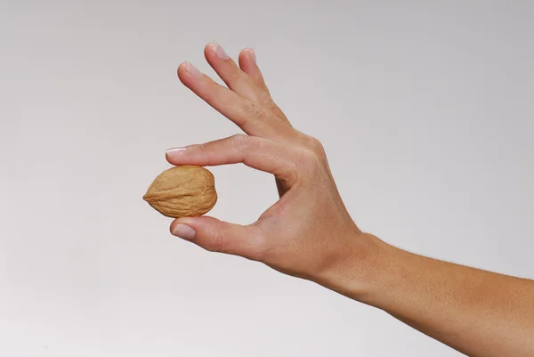 One female hand holding a classic nut. — Stock Photo, Image