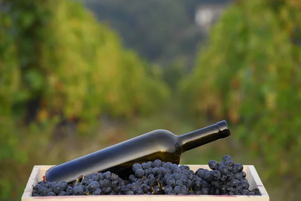 Uma garrafa de vinho tinto no cesto de uvas no fundo da vinha — Fotografia de Stock