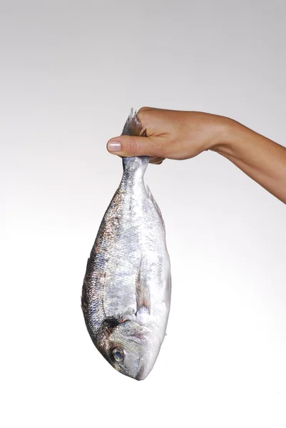 One youg female hand holding a fresh fish. Holding a fish. — Stock Photo, Image