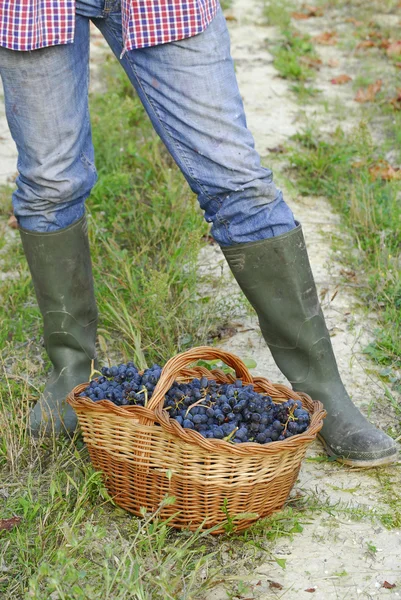 Bunch of grapes on a cest — Stock Photo, Image