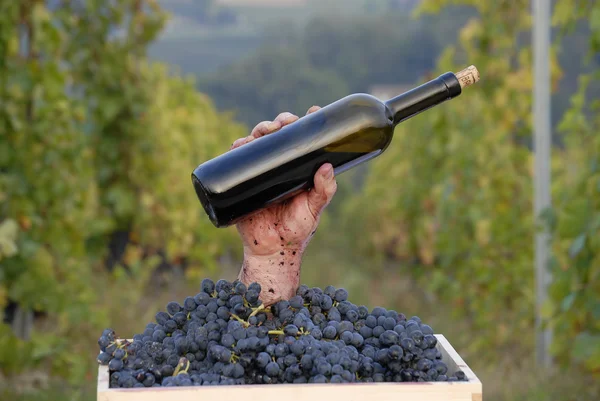 Jedna ręka trzyma butelkę czerwonego wina na cest winogron na tło winnicy. — Zdjęcie stockowe