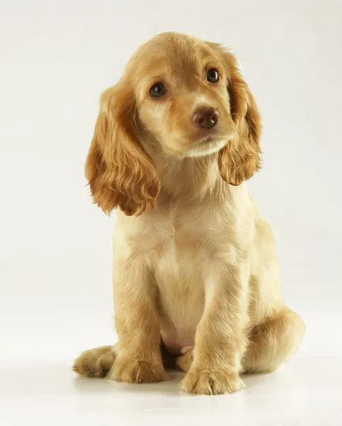 Cucciolo cocker spaniel su uno sfondo bianco — Foto Stock