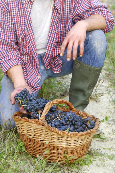 Um bando de uvas num cesto — Fotografia de Stock