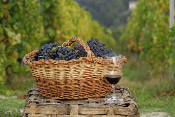 Bos van druiven cest en rode wijn fles op wijngaard ambient. — Stockfoto