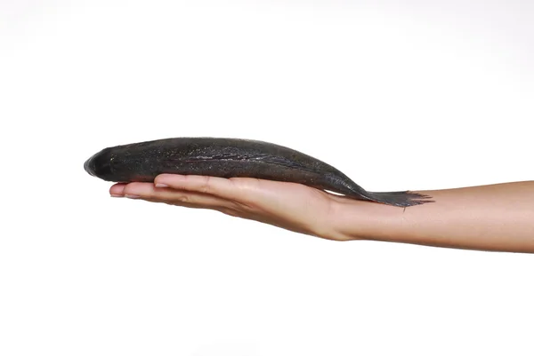 Ένα youg γυναικείο χέρι που κρατά ένα φρέσκο ψάρι. κρατώντας ένα ψάρι. — Φωτογραφία Αρχείου