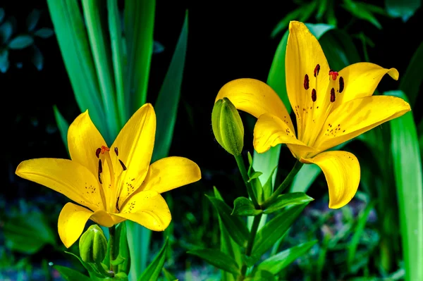 Lily — Stockfoto