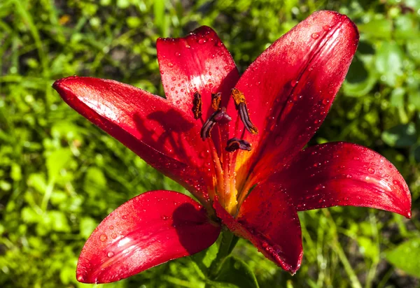 Gladiolus — Stock fotografie