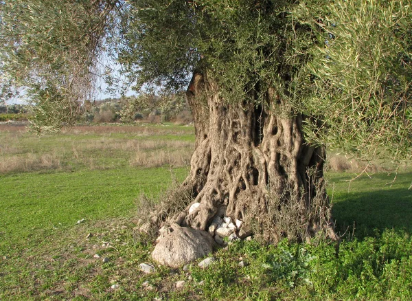 Kofferbak van de olijfboom — Stockfoto