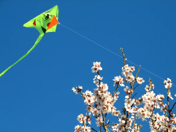 Mandel blommar och kite — Stockfoto
