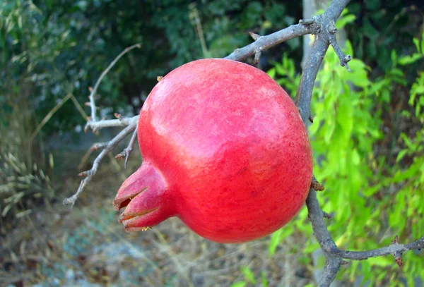 Granatapfel — Stockfoto