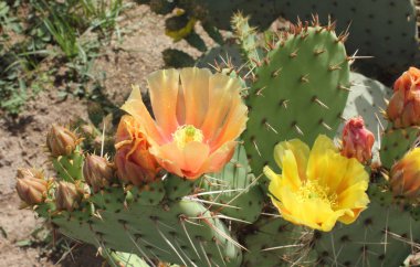 opuntia pembe ve sarı çiçek