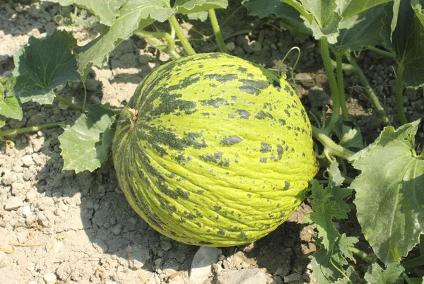 Melon w ogrodzie — Zdjęcie stockowe