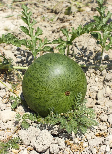 Rijping watermeloen — Stockfoto