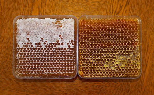 蜂窝中的蜂蜜 — 图库照片