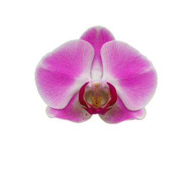 (Orkide Phalaenopsis çiçek)