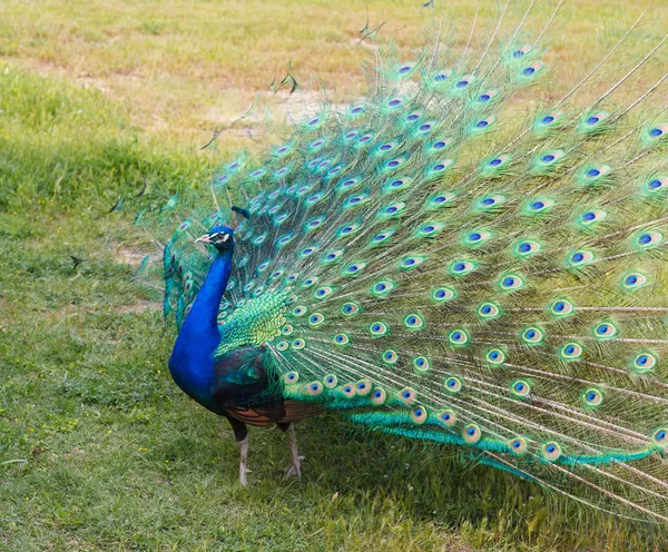 erkek peacock1