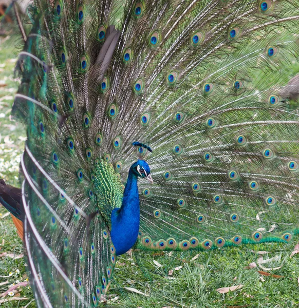 Peacock1 — Zdjęcie stockowe