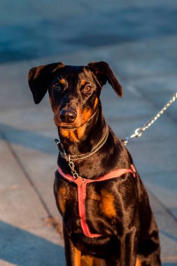 Genç bayan doberman tasma takıyor ve koşum takımı takıyor. Sığ alan derinliğindeki fotoğraf, köpeğin yüzüne odaklan.