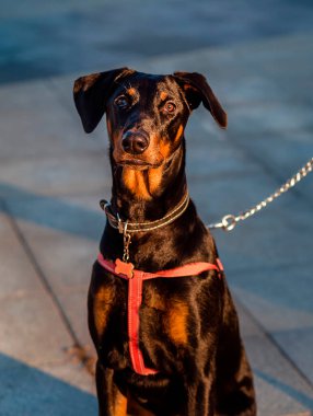 Genç bayan doberman tasma takıyor ve koşum takımı takıyor. Sığ alan derinliğindeki fotoğraf, köpeğin yüzüne odaklan.