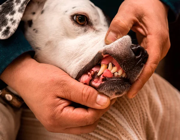 下部牙龈上的纤维螺旋藻靠近狗的费根 一个男人张开嘴给表型狗指点 并表现出情状 — 图库照片#
