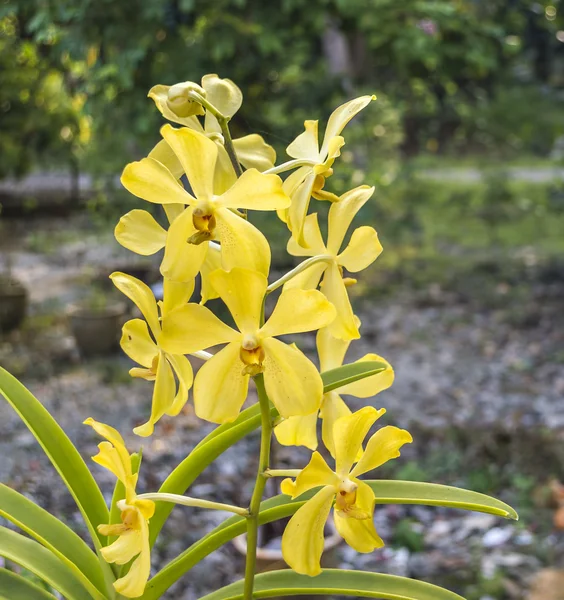Красочные орхидеи — стоковое фото