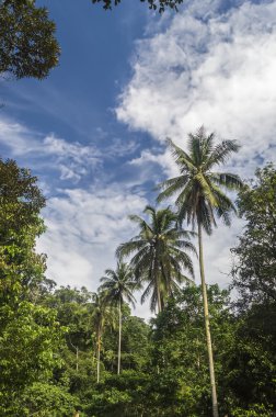 Hindistan cevizi ağacı
