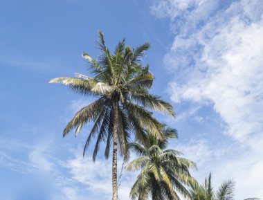 Hindistan cevizi ağacı