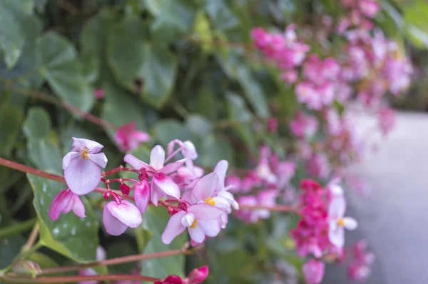 Pink flowers — Stock Photo, Image