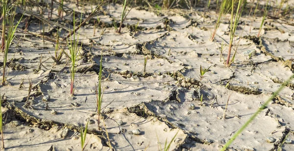 Cracked soil ground — Stock Photo, Image