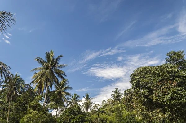 Árbol de coco —  Fotos de Stock