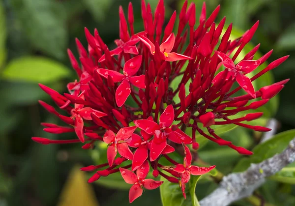 Jungle geranium (Ixora coccinea). — Stockfoto