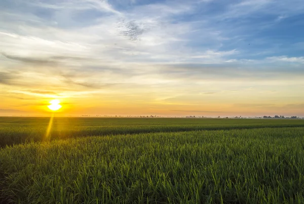 Paddy field — Stock Photo, Image