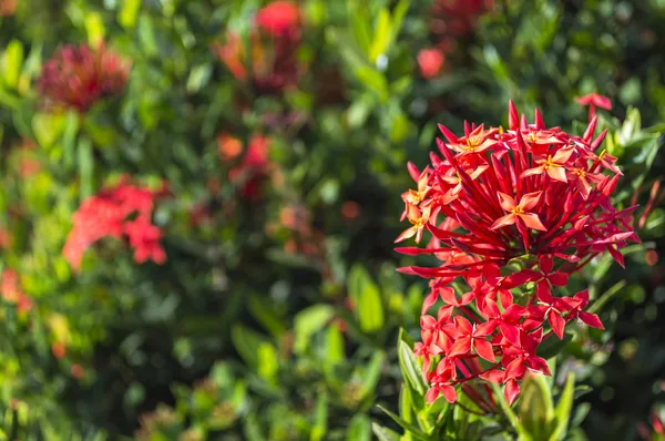 Джунглі герань ( Ixora coccinea ). — стокове фото