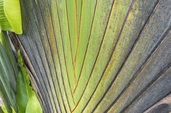 Árbol de plátano —  Fotos de Stock