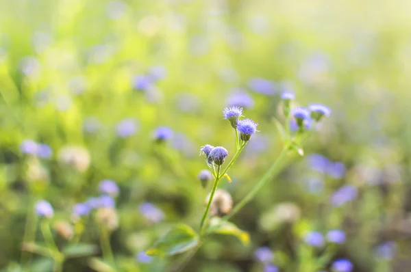 Wild grass — Stock Photo, Image