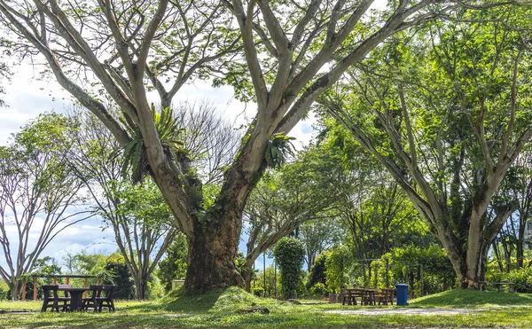 Table under tree branches — Stock Photo, Image