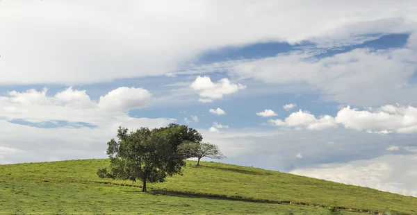 Campo, albero e cielo blu — Foto Stock